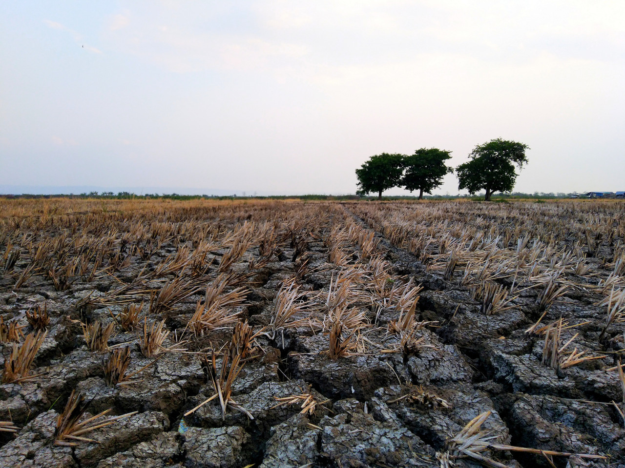 Sawah kering