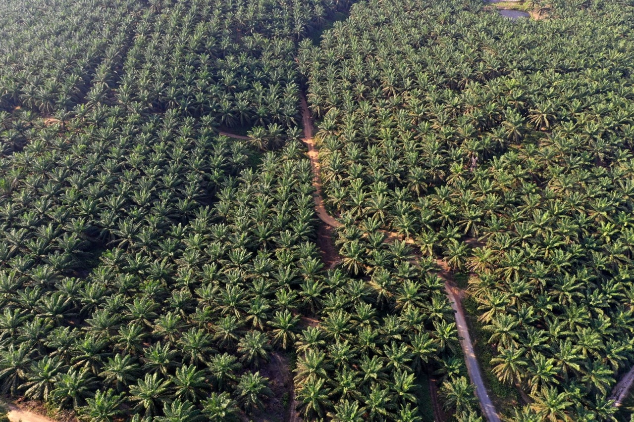 Lahan perkebunan sawit di Pangkalan Bun, Kalimantan Tengah.