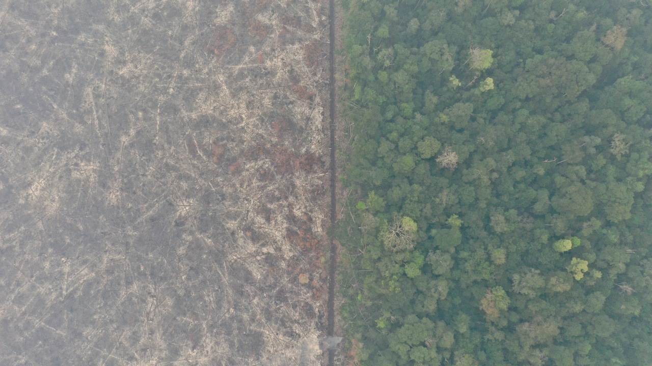 Asap, Kebakaran hutan Taman Nasional Sebangau, Palangka Raya, Kalimantan Tengah