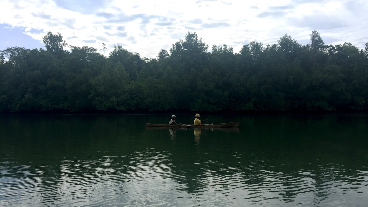 Papua - Ekspedisi Mangrove