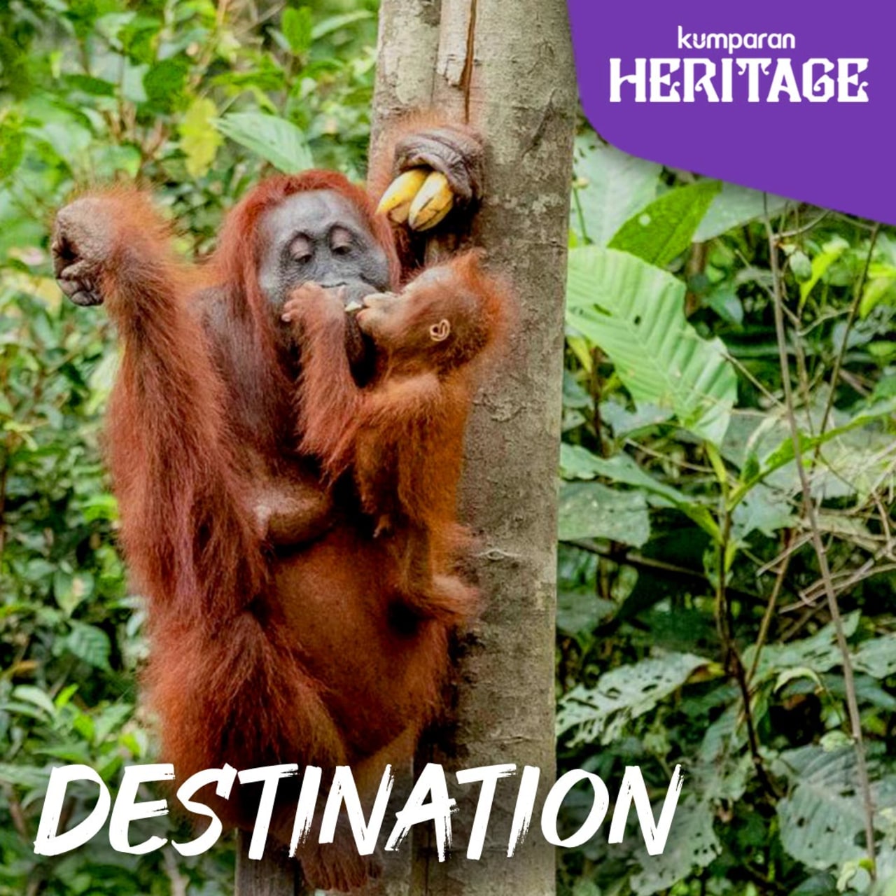 Heritage, Festival Cap Go Meh Singkawang, TN Tanjung Puting