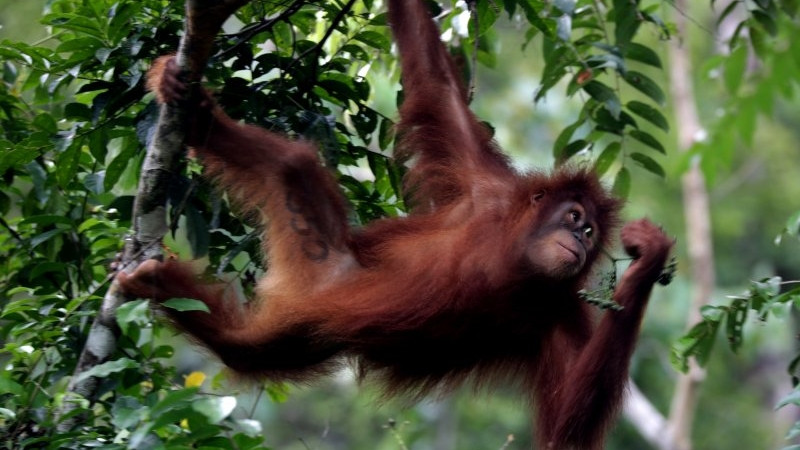 Pelepasliaran orang utan Sumatera