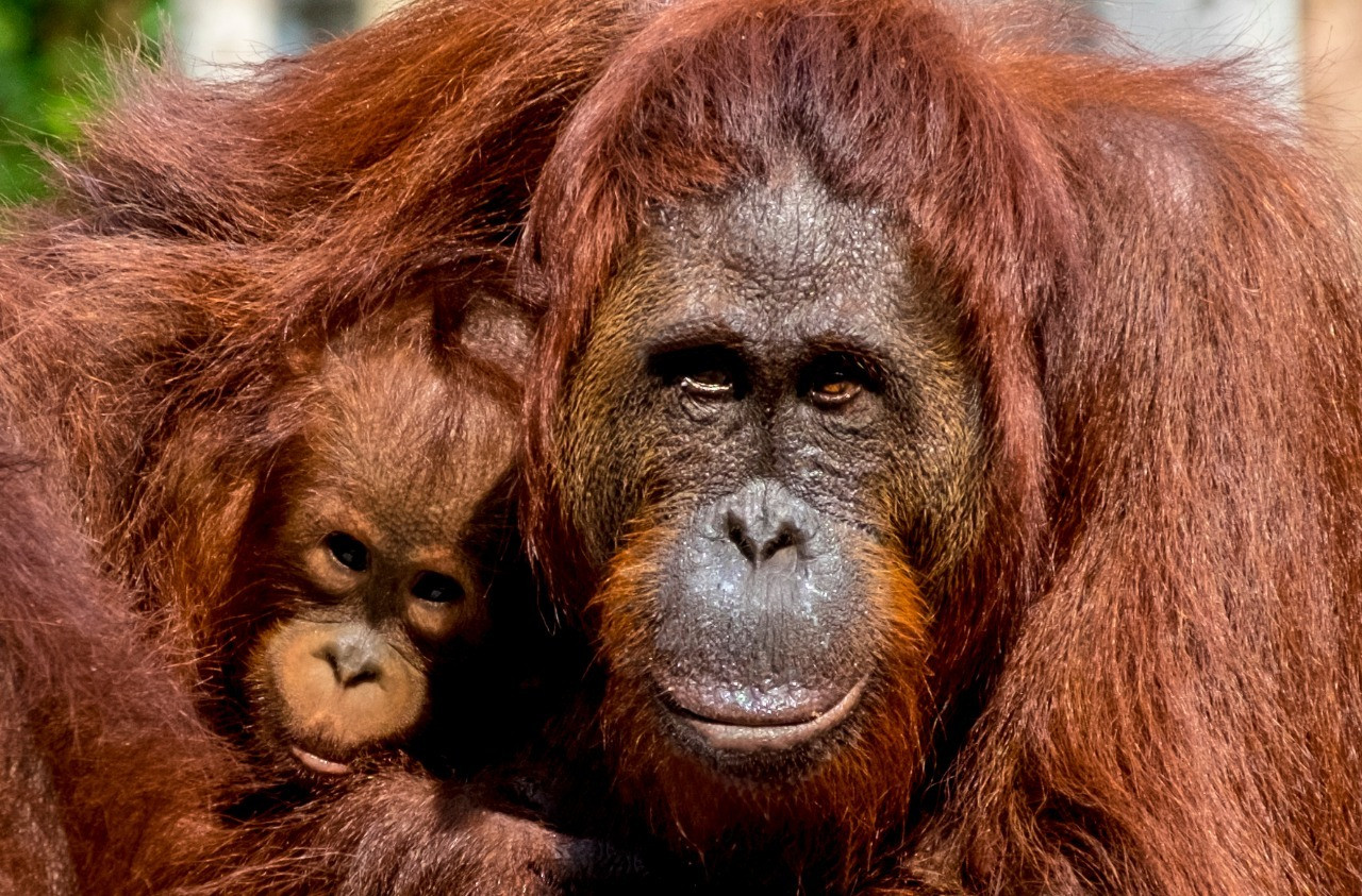 Ilustrasi Orangutan