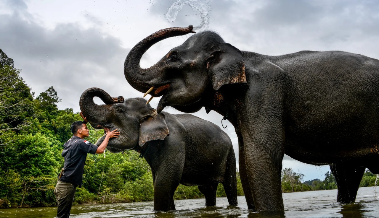 Gajah Sumatera di Aceh