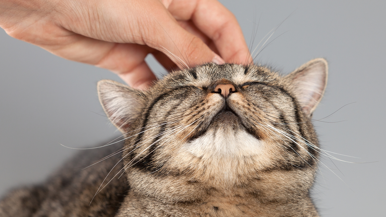 CVR- Kumplus- dr. Anggie - Memahami Bahasa Kucing