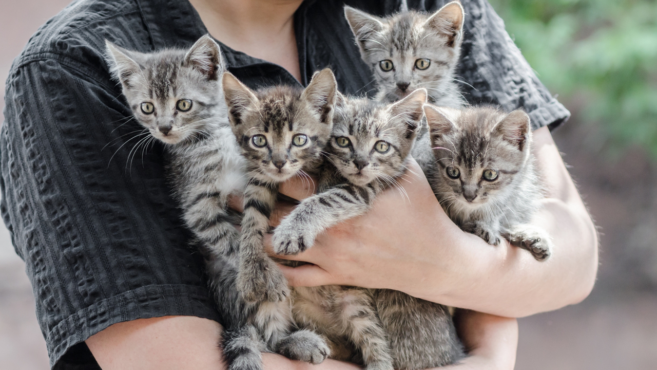 Kumplus- Catrescue.id