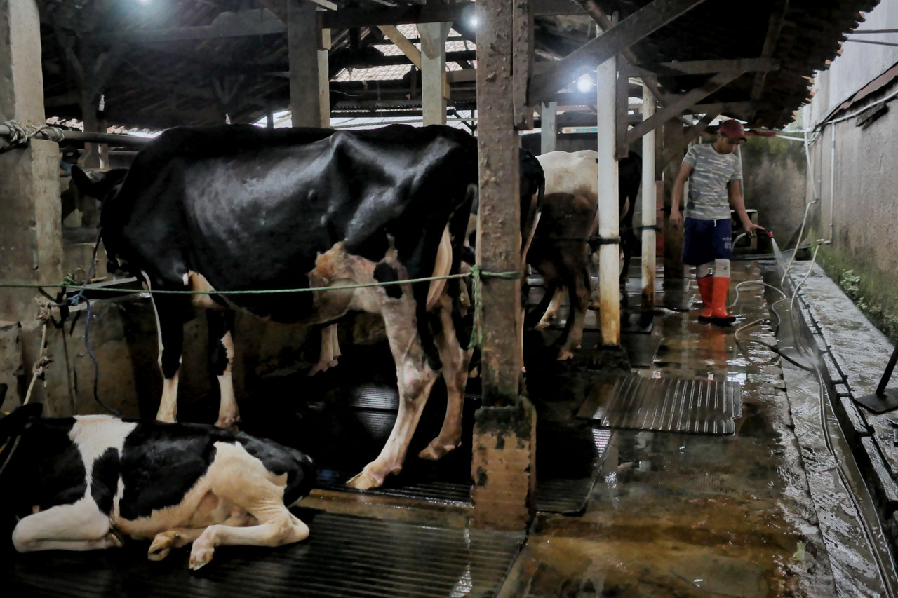 Lipsus Wabah PMK- Susu Sapi Stabil di Tengah Isu PMK