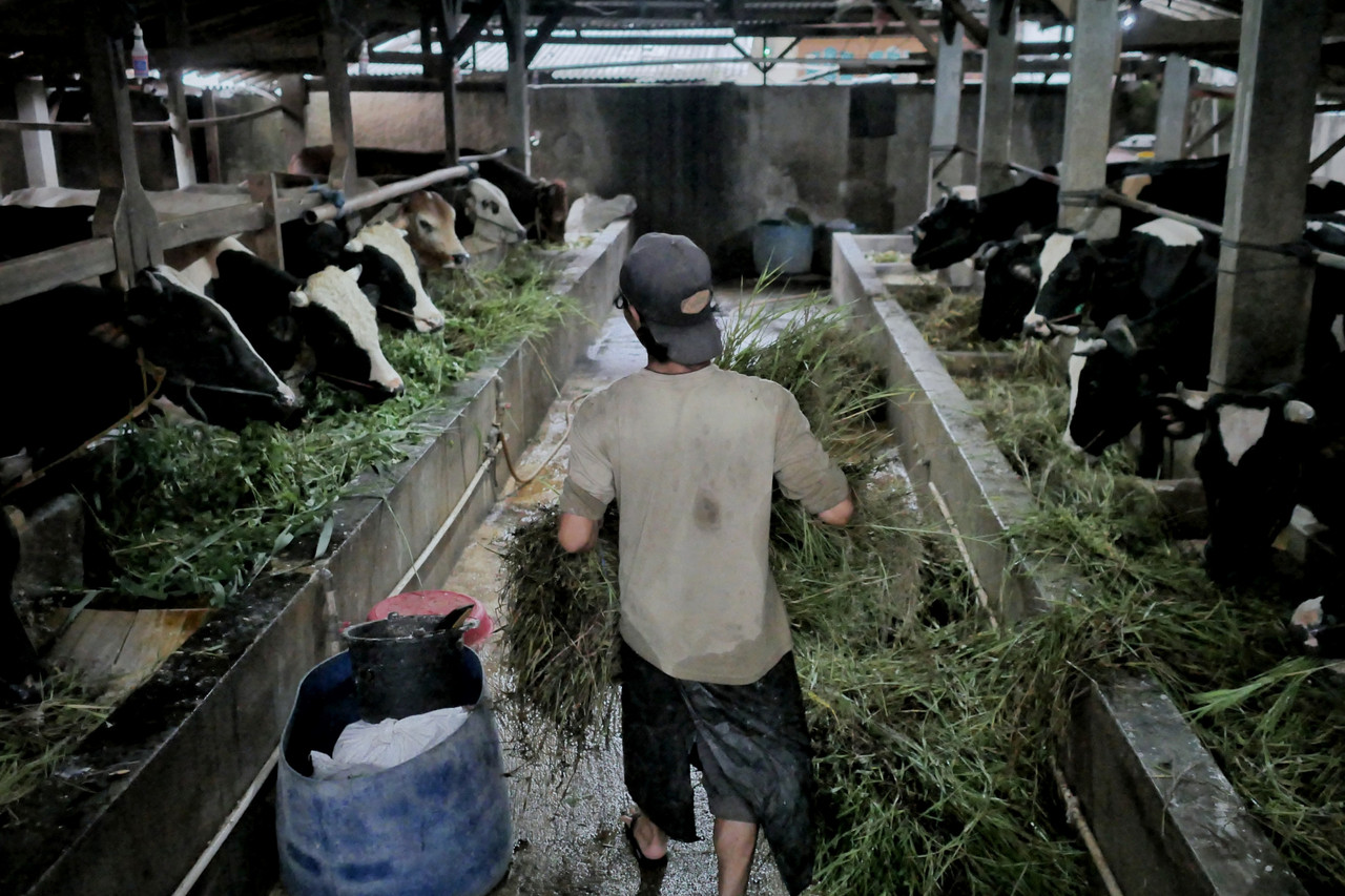 Lipsus Wabah PMK- Susu Sapi Stabil di Tengah Isu PMK