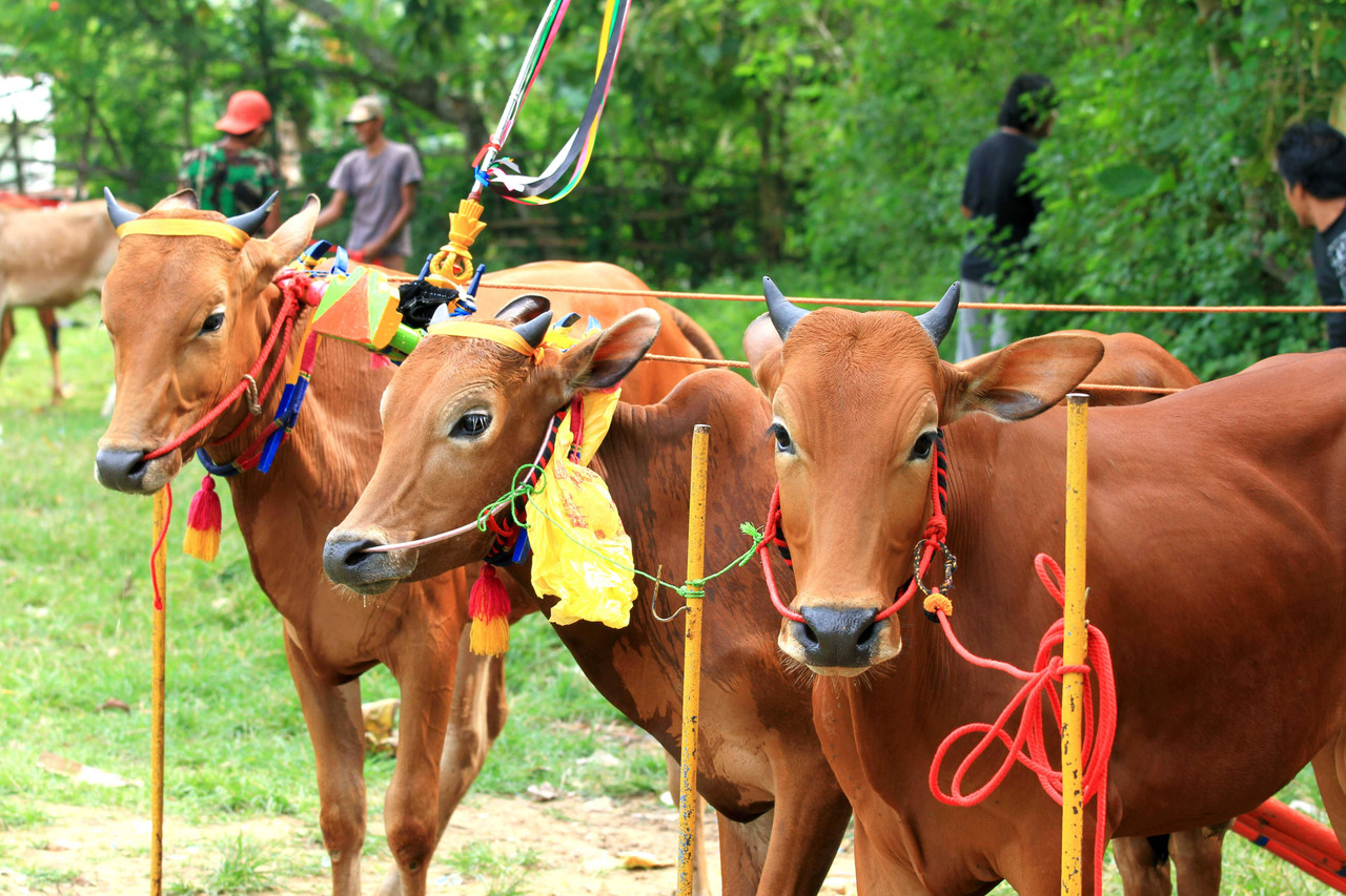 kumplus-opini- Muhammad Iqbal- Karapan Sapi di Madura