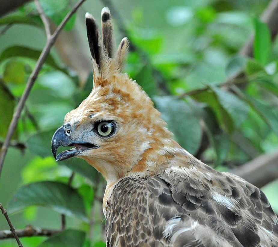 Burung Garuda di Pegunungan Sanggabuana Karawang