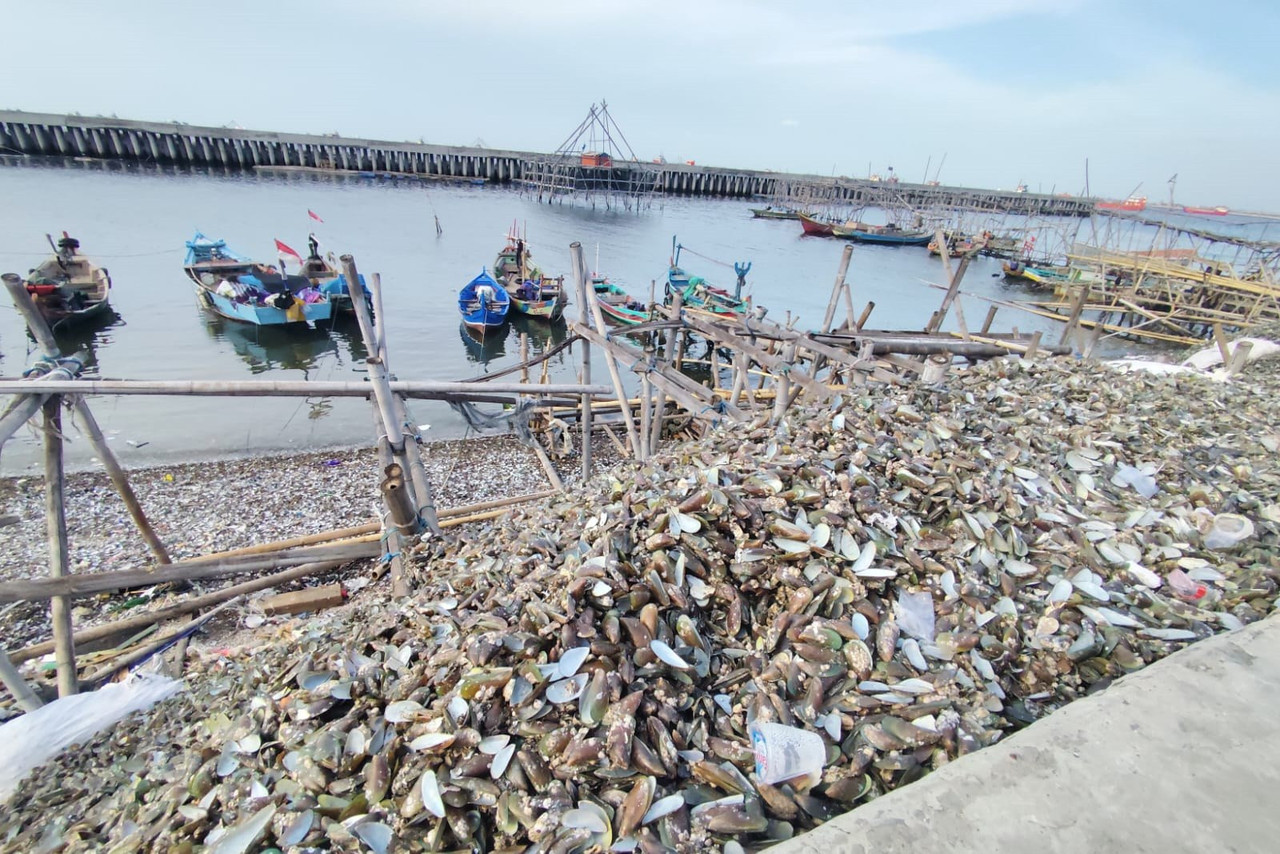 Warga membersihkan kerang hijau di Cilincing