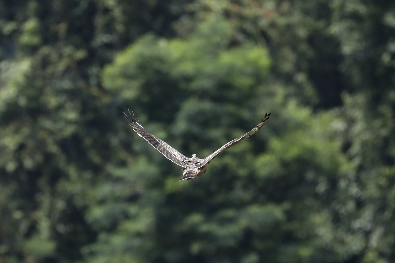 Djarum Foundation Lingkungan - Elang Jawa