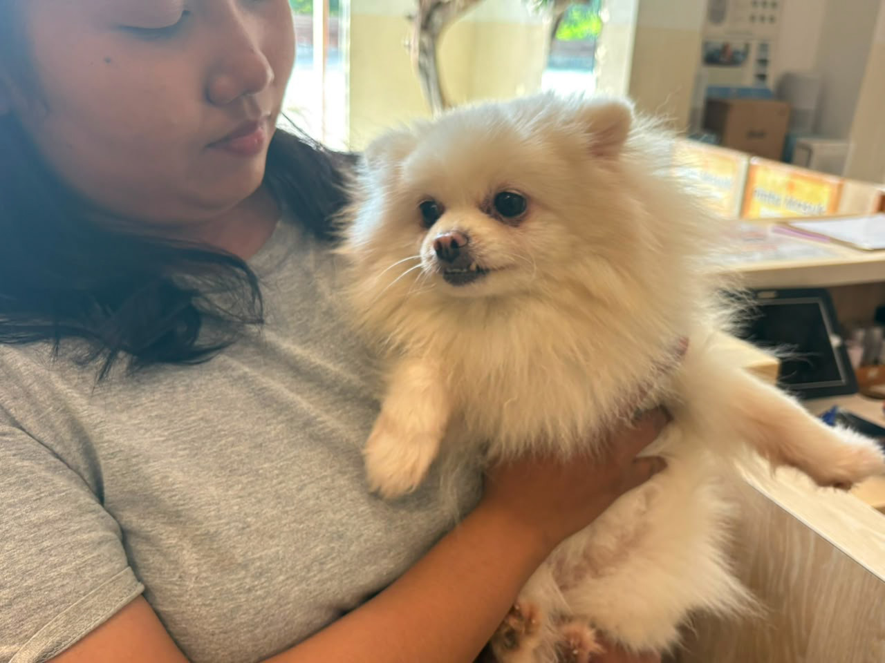 Anjing pudel bernama Sisi milik Dogs Minsitry