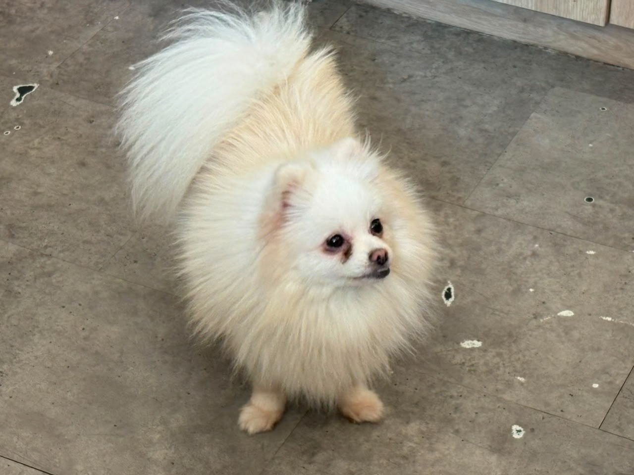 Anjing pudel bernama Sisi milik Dogs Minsitry