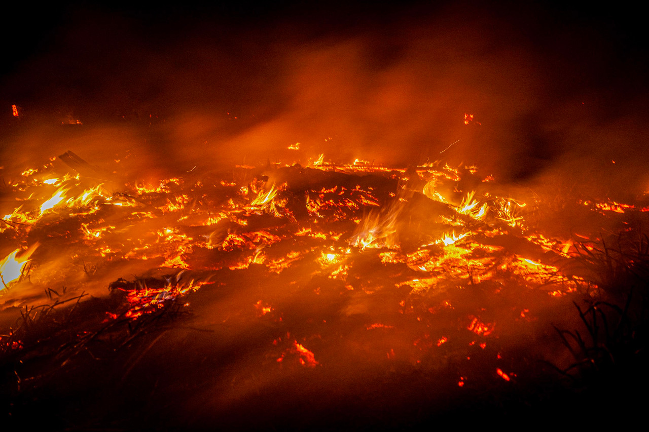 bekantan