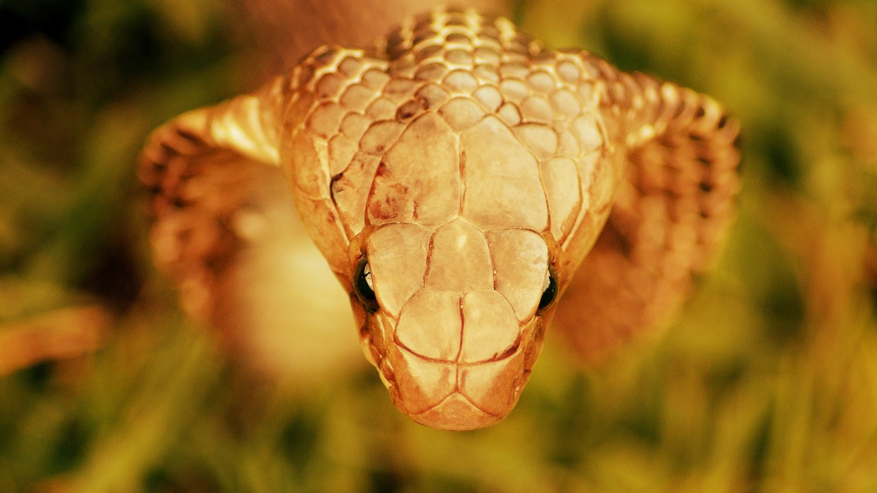 Lipsus Ular Masuk Kota