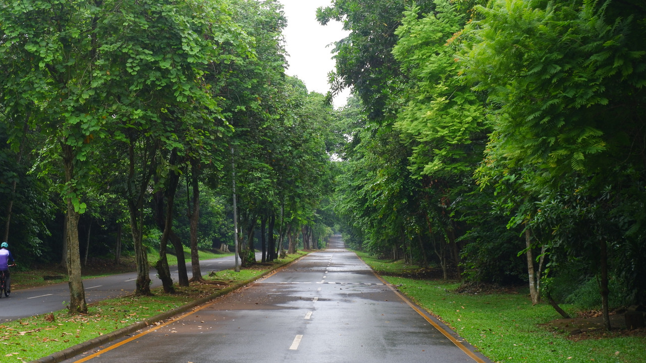 Hutan Kota Universitas Indonesia