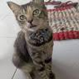 Suci Ananda