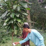 Mohamad Kholik