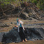 HANDAYANI PRIMANDANINGRUM