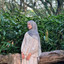 ANIS NUR F
