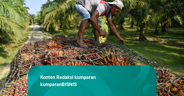 Harga Referensi CPO September Naik 1,1% Jadi USD 1.007,51 per Ton