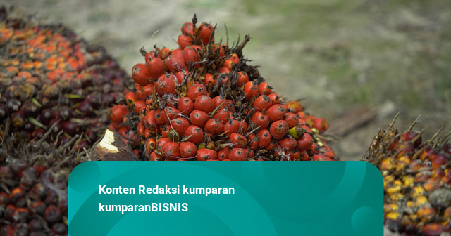 Harga CPO Naik ke MYR 4.723 per Ton Usai Permintaan Melonjak, Nikel Merosot