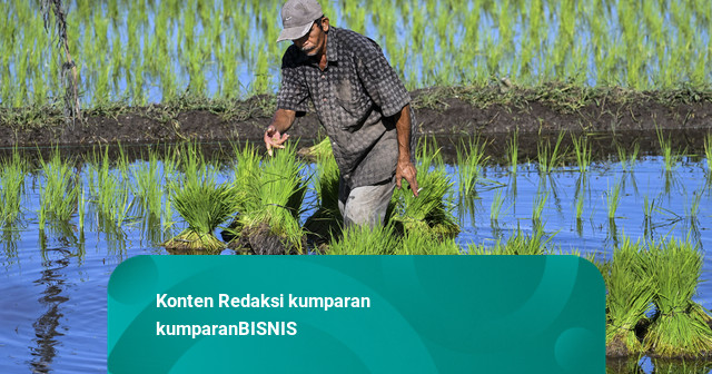 El Nino Diprediksi hingga Mei 2027, Petani Diminta Sesuaikan Masa Tanam