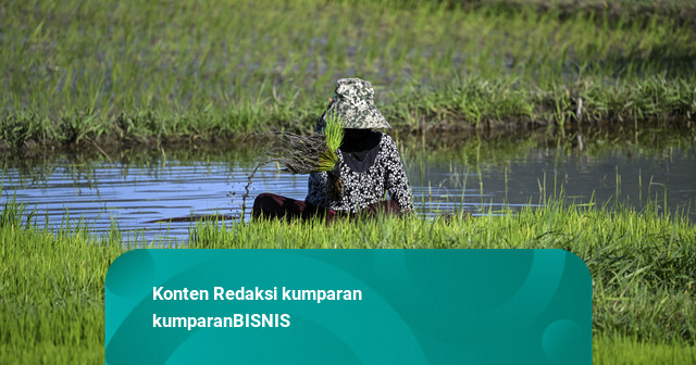 Perkuat Ketahanan Pangan, Petrokimia Gresik Buat Inovasi Pemulihan Tanah