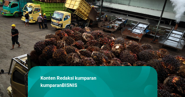 Harga Komoditas Kompak Naik, CPO Melesat 2,9 Persen
