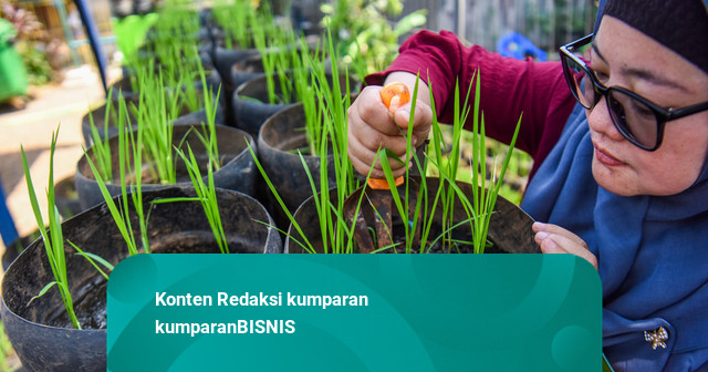 Foto: Inovasi Pemanfaatan Limbah Jadi Ruang Tanam Padi di Jakarta Selatan