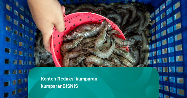 Foto: Tambak Udang Modern di Semarang Targetkan Panen 1,3 Ton