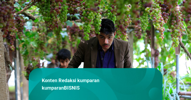 Foto: Panen Anggur Yaman di Tengah Tekanan Ekonomi Petani