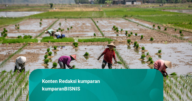 Mengenal Benih Padi Tahan Kekeringan yang Disiapkan Kementan Hadapi El Nino