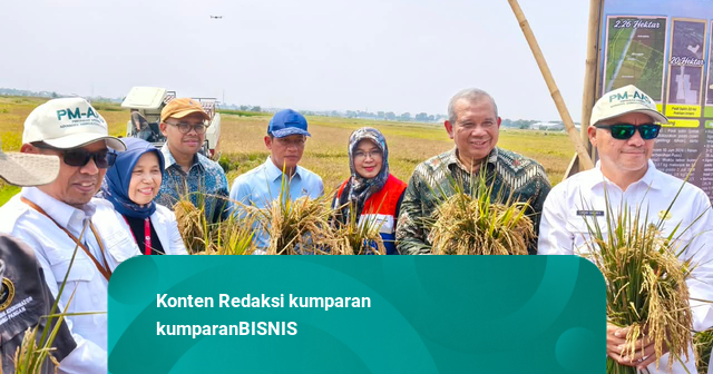 Kolaborasi PGN, BRIN dan Pemkab Batang Sukses Panen Raya 166,5 Ton Padi Biosalin