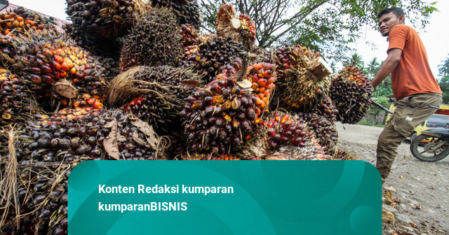 Harga Komoditas: CPO Turun, Batu Bara hingga Timah Menguat