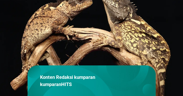 Terinspirasi House of the Dragon, Spesies Kadal Baru di Thailand Dinamai Syrax