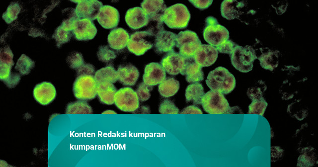 Anak 8 Tahun di AS Meninggal karena Amuba 'Pemakan Otak'