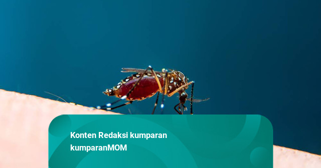 Selain Demam Tinggi, Ini Gejala DBD yang Tak Boleh Diabaikan