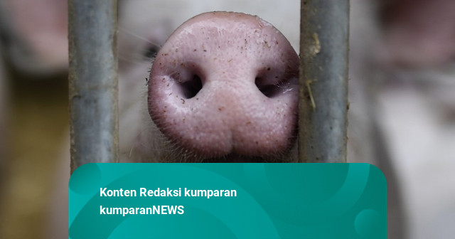 Babi Hutan Masuk Permukiman dan Serang Warga di Bandung Barat, 2 Orang Terluka