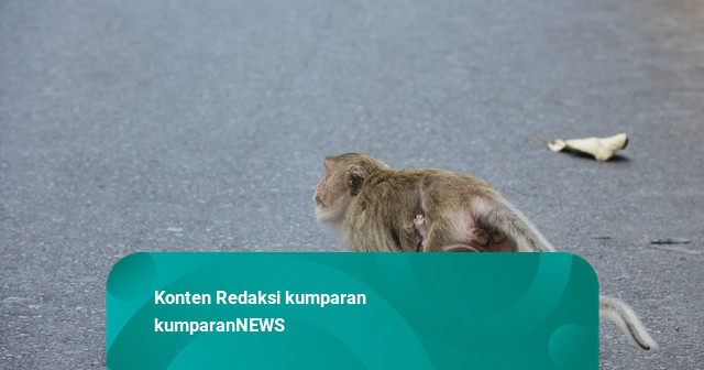 Heboh Dua Monyet Diikat di Tiang Listrik, Pemprov Sebut Topeng Monyet