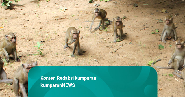 Penumpang Pesawat di Bandara Juanda Sembunyikan Anak Monyet dalam Koper Bagasi
