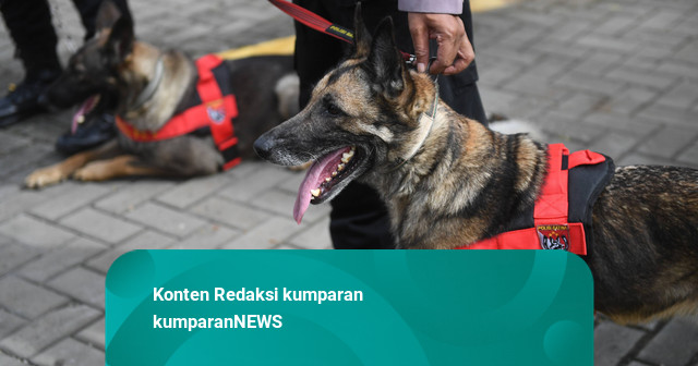 Polri Kirim 10 Anjing K9 untuk Cari Korban Gempa di NTT
