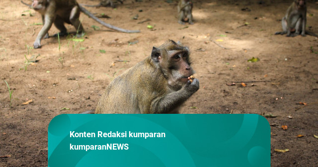 Konflik Monyet di Sejumlah Daerah, Komisi IV Minta Kemenhut Kendalikan Populasi