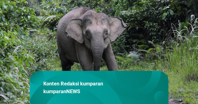 Viral Pawang di Lembang Park & Zoo Tertimpa Gajah, Alami Dislokasi Tulang Kaki