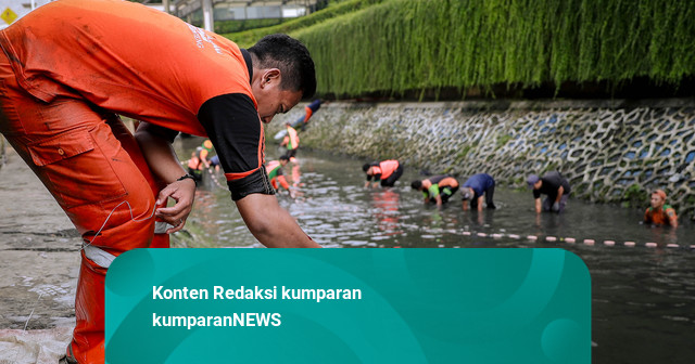 Pemprov DKI Anggarkan Rp 250 Juta untuk Kaji Ikan Sapu-Sapu Tahun Ini