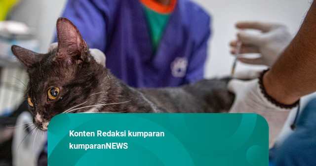 Polling kumparan: 42,63% Pembaca Sudah Sterilisasi Kucing Peliharaan