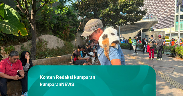 Telon Si Kucing 'Nemplok' di Bahu Pemilik, Curi Perhatian Warga CFD