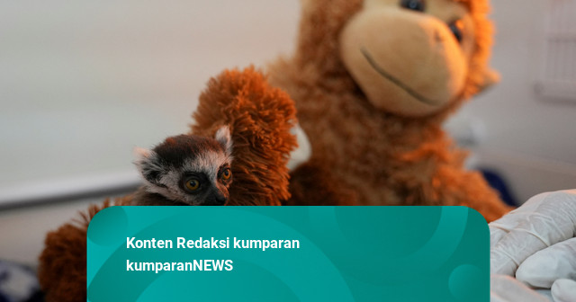 Foto: Gantikan Induk, Boneka Mainan Temani Bayi Lemur di Kolombia