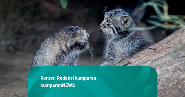 Foto: Spesies Kucing Tertua di Dunia Melahirkan di Jepang